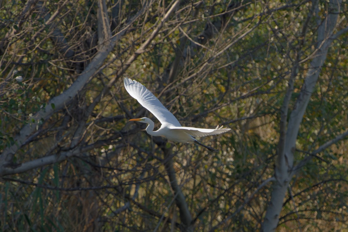 Great Egret - ML611176959