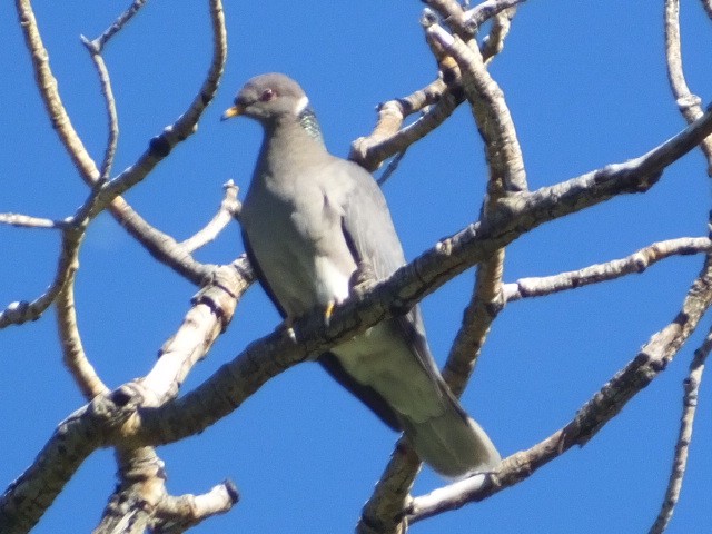 Band-tailed Pigeon - ML611176965
