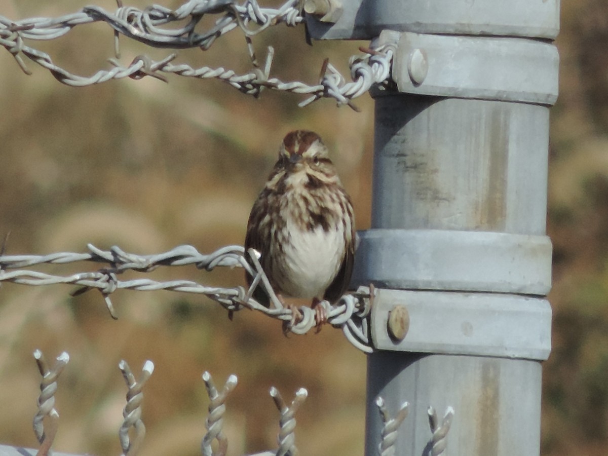 Song Sparrow - ML611177054