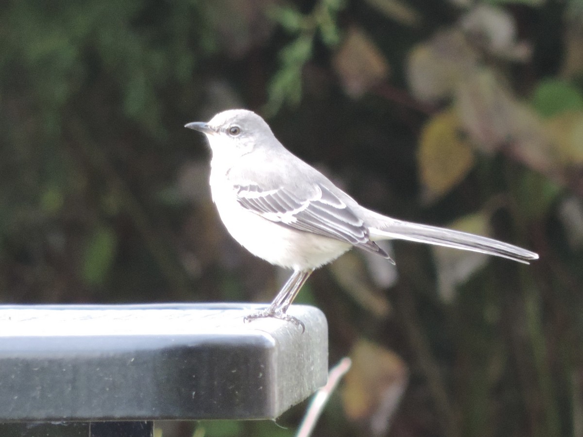 Northern Mockingbird - ML611177058