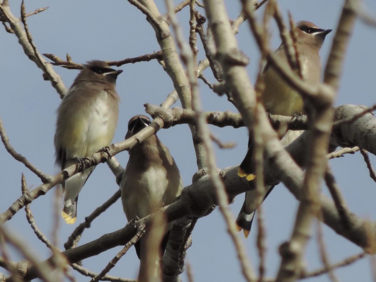 Cedar Waxwing - ML611177065