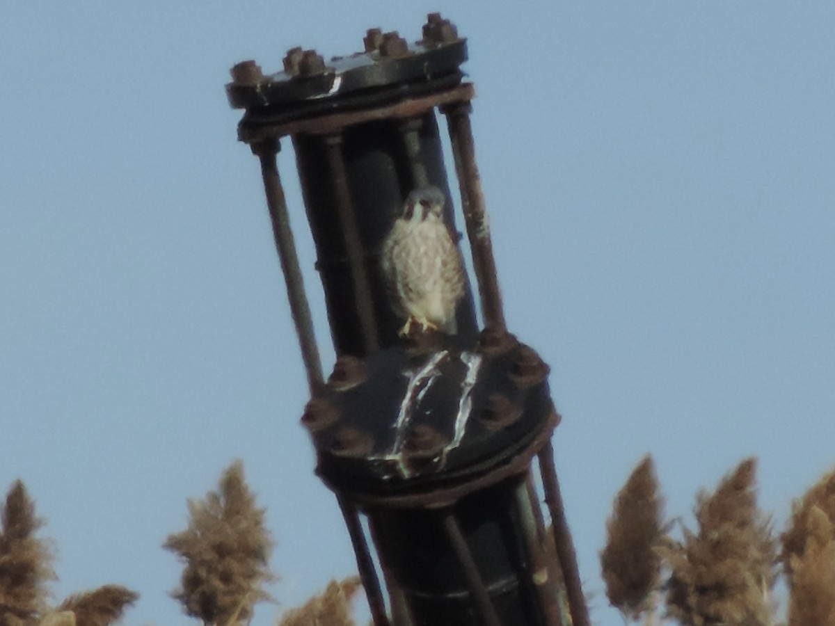 American Kestrel - Rich Brown