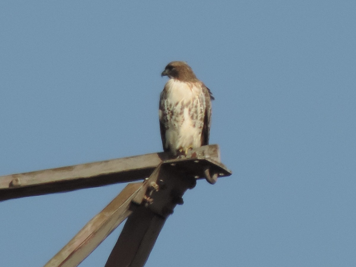 Red-tailed Hawk - ML611177074