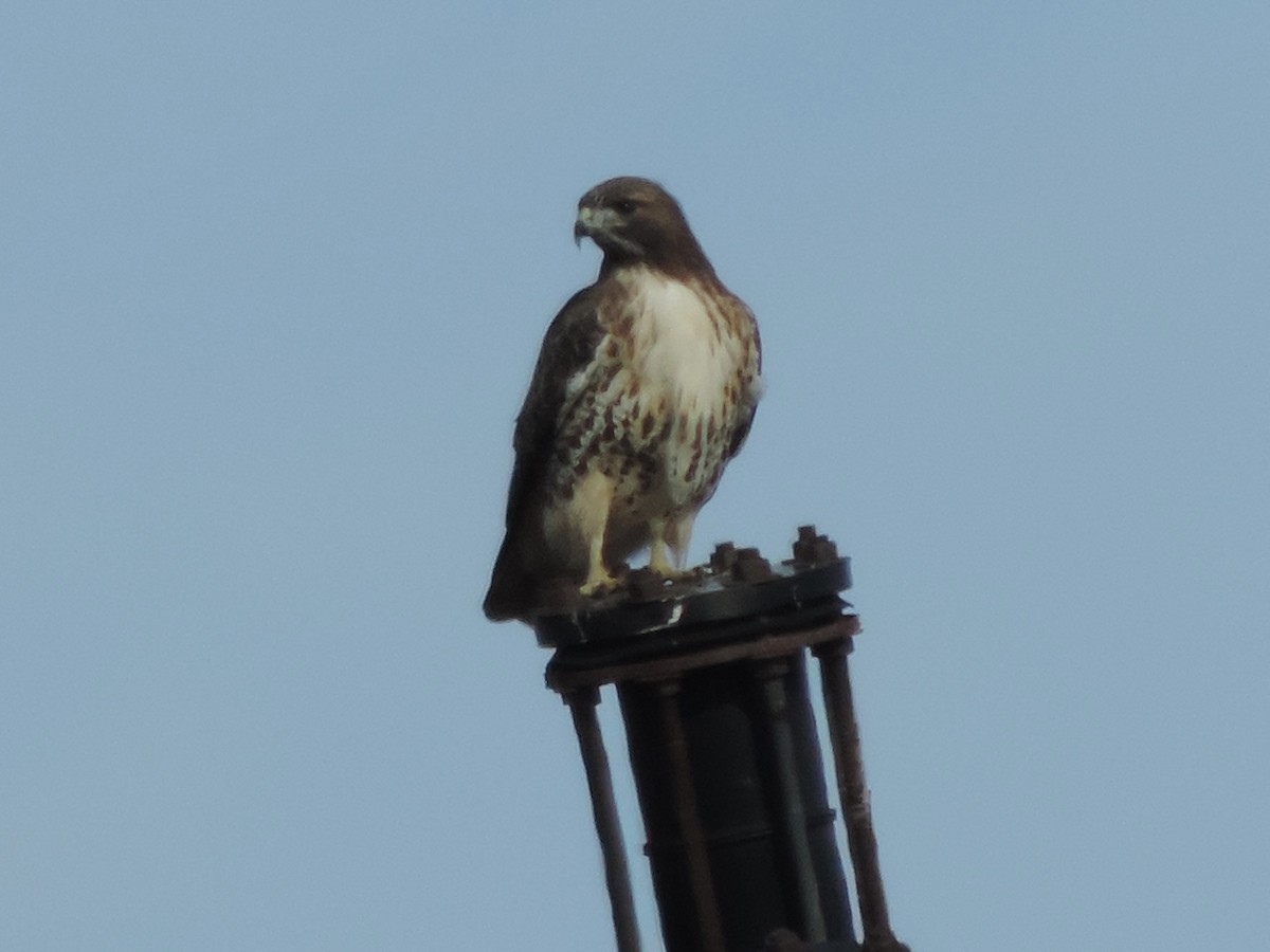 Red-tailed Hawk - ML611177077
