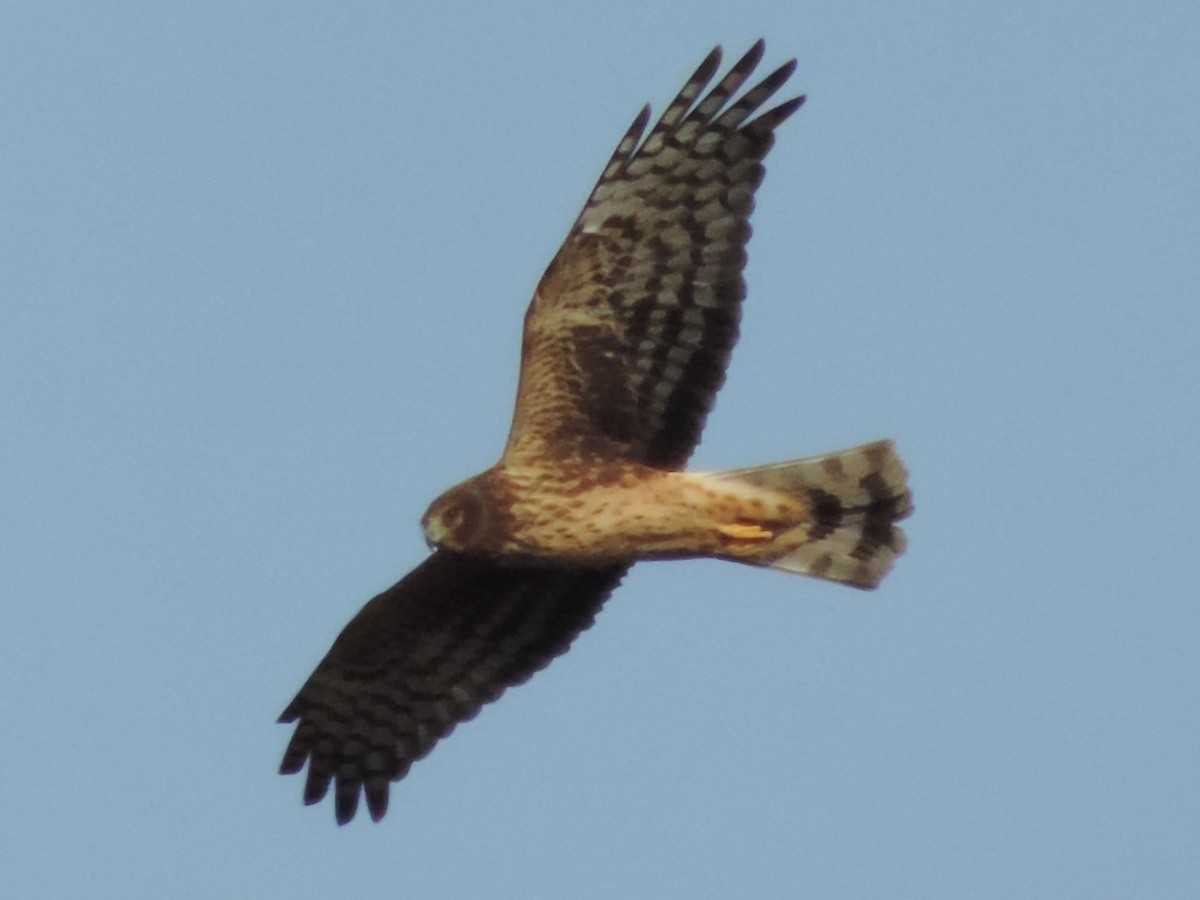 Northern Harrier - ML611177082