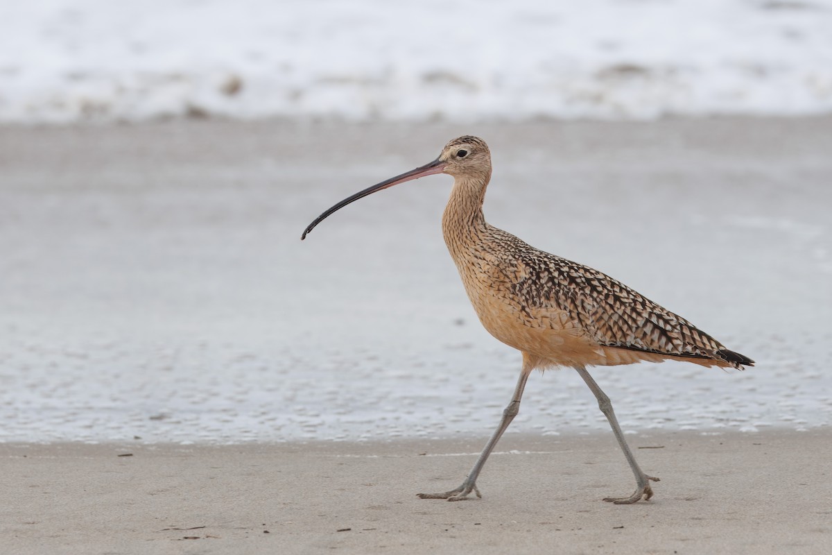 Long-billed Curlew - John Callender