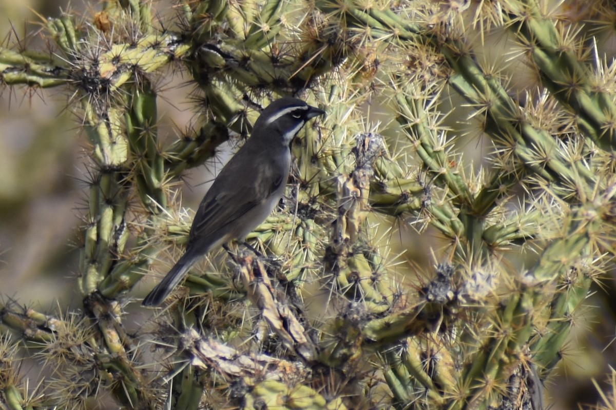 Black-throated Sparrow - Jason Leduc