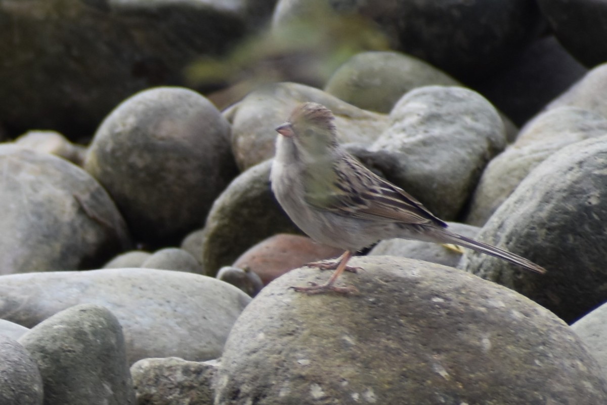 Brewer's Sparrow - Jason Leduc