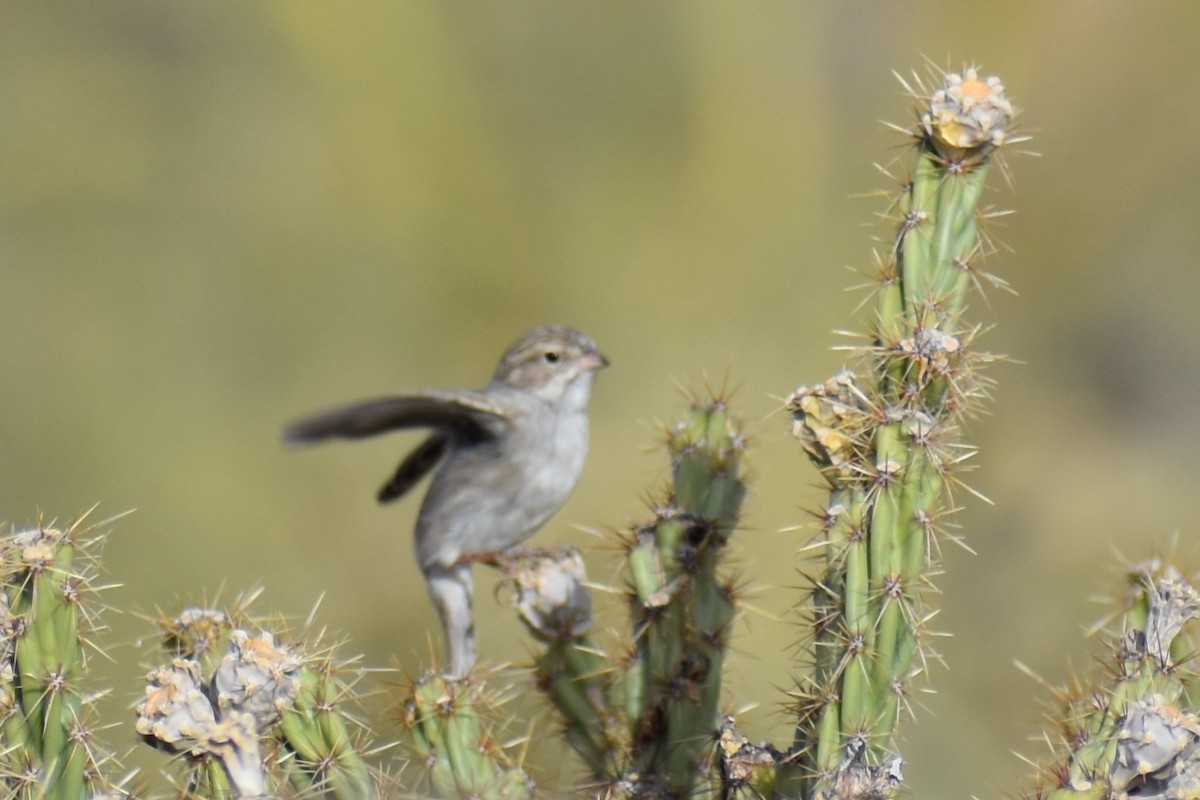 Brewer's Sparrow - ML611177216