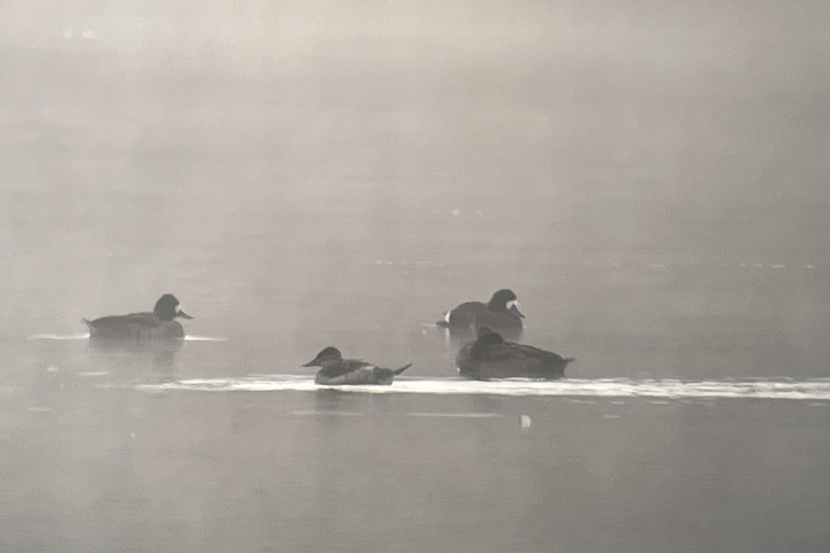 Lesser Scaup - ML611177242