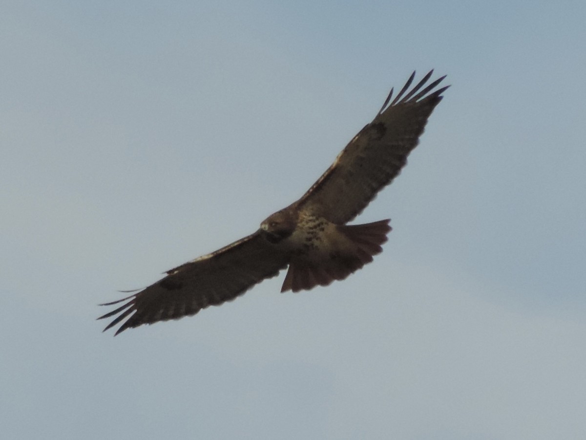 Red-tailed Hawk - ML611177281