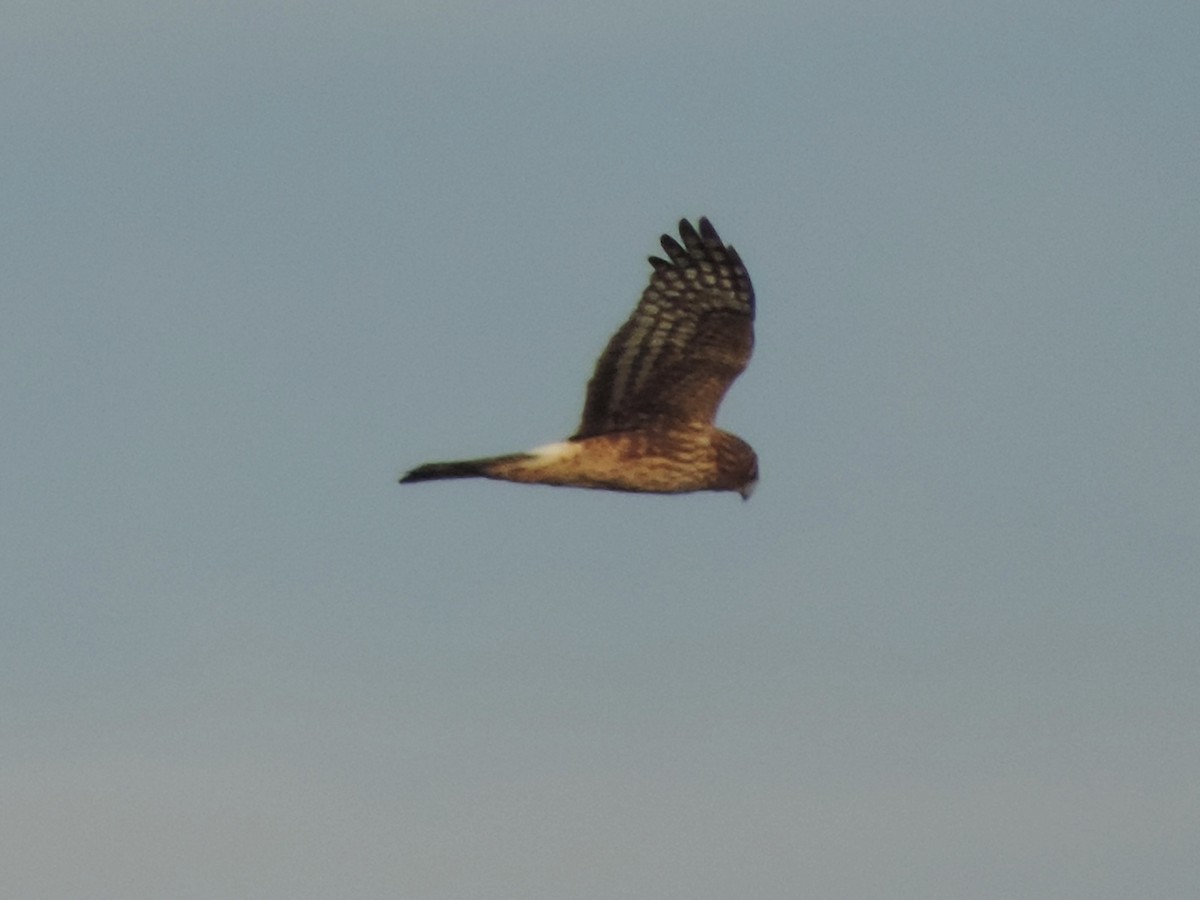 Northern Harrier - ML611177293