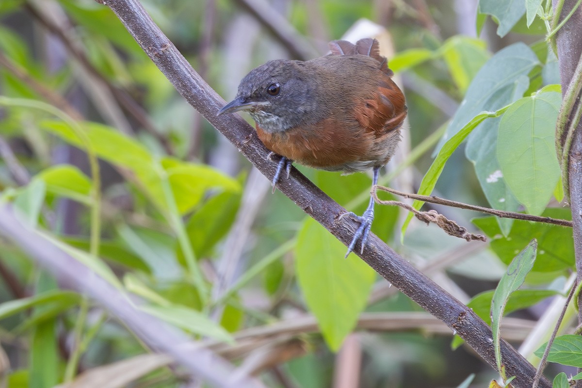 Rufous-breasted Spinetail - ML611177350