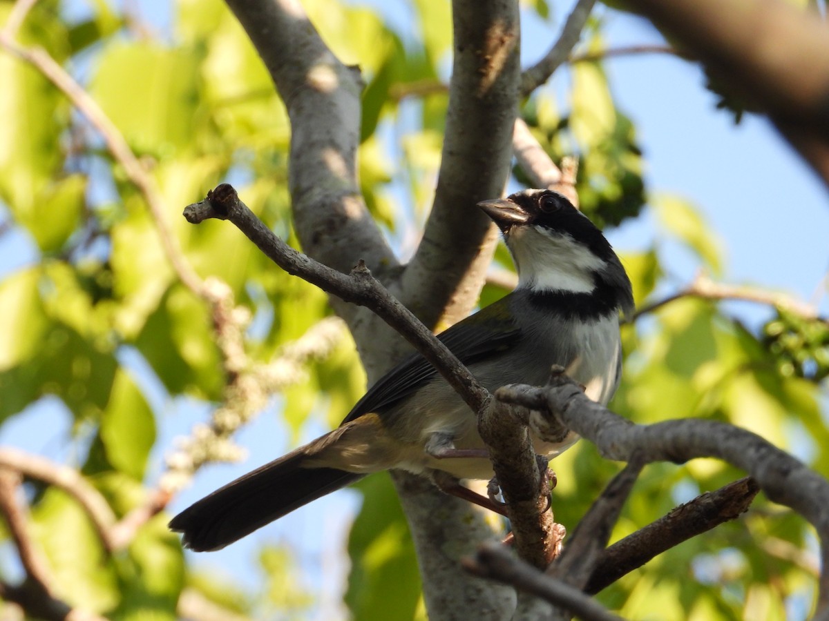 Black-capped Sparrow - Robert Lambeck