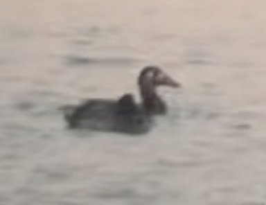 Surf Scoter - ML611177399