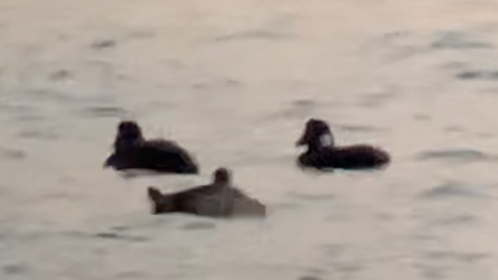 Surf Scoter - Paul Jacyk