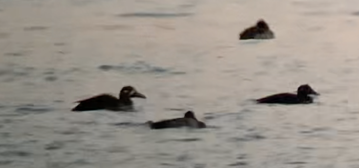 Surf Scoter - Paul Jacyk