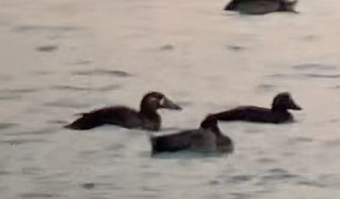 Surf Scoter - Paul Jacyk