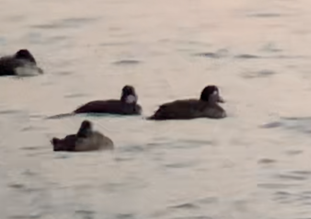 Surf Scoter - Paul Jacyk