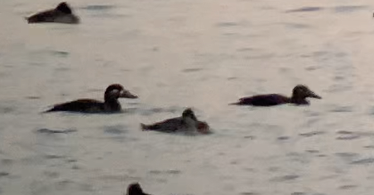 Surf Scoter - Paul Jacyk