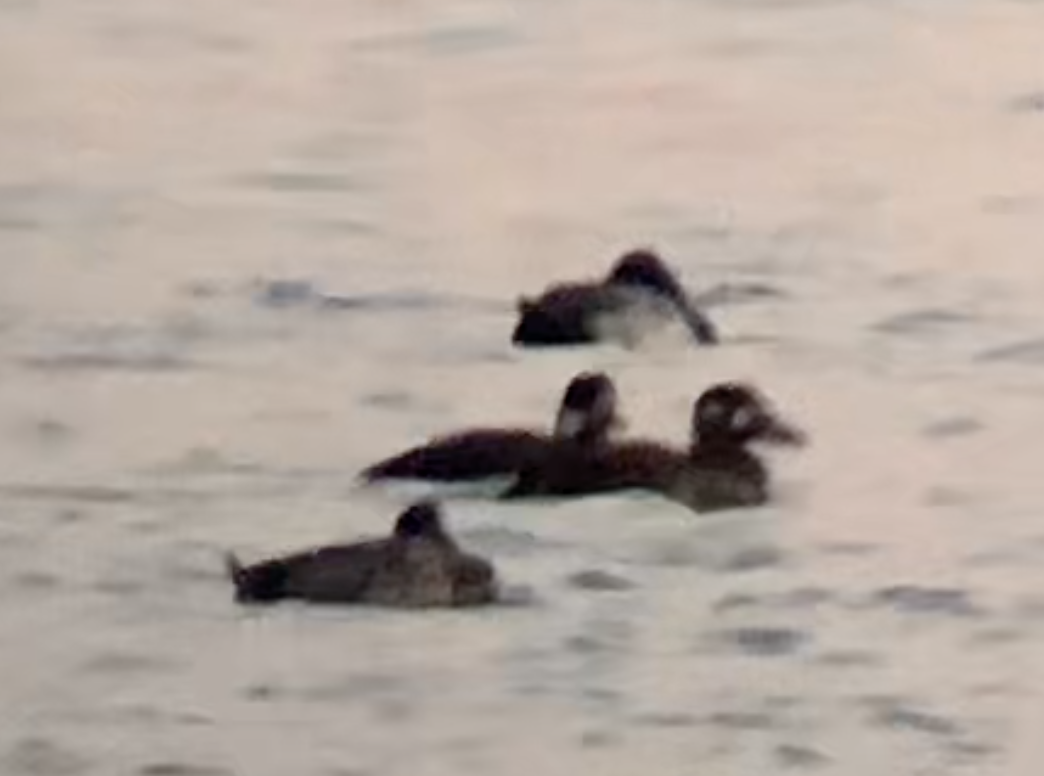 Surf Scoter - Paul Jacyk