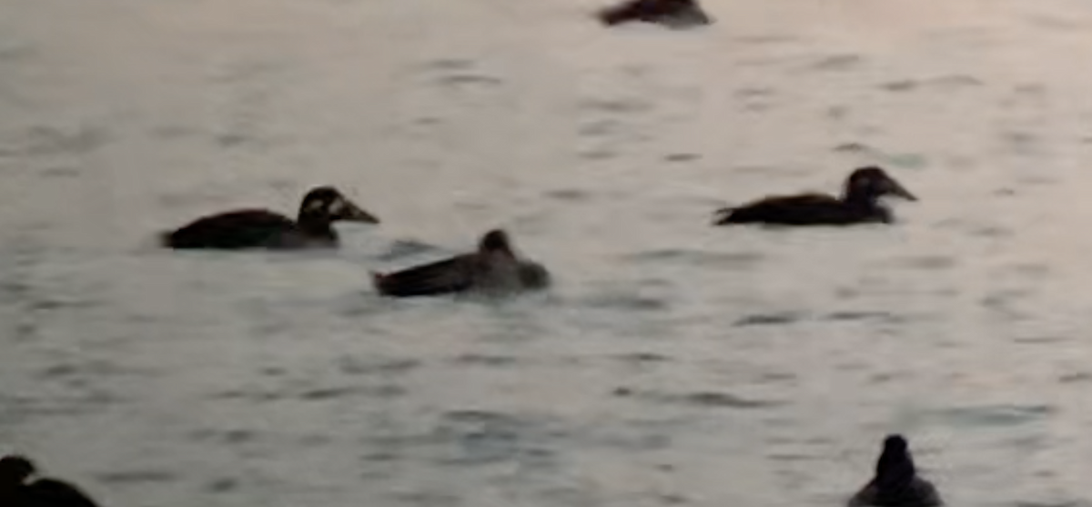 Surf Scoter - Paul Jacyk