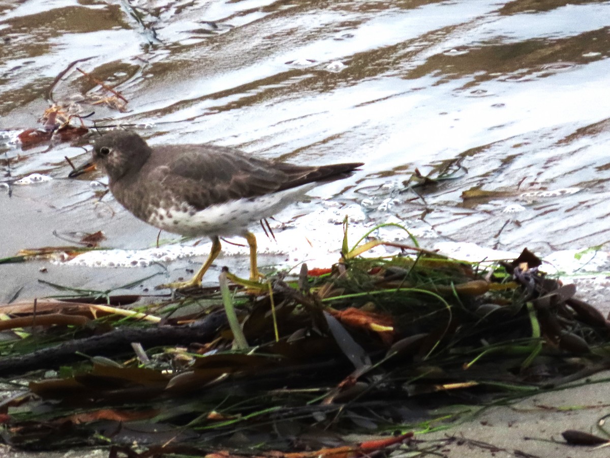 Surfbird - ML611177457