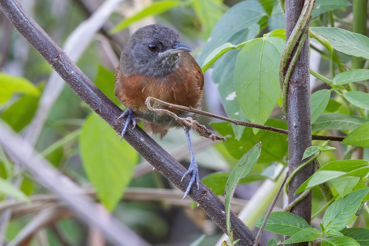 Rufous-breasted Spinetail - ML611177485