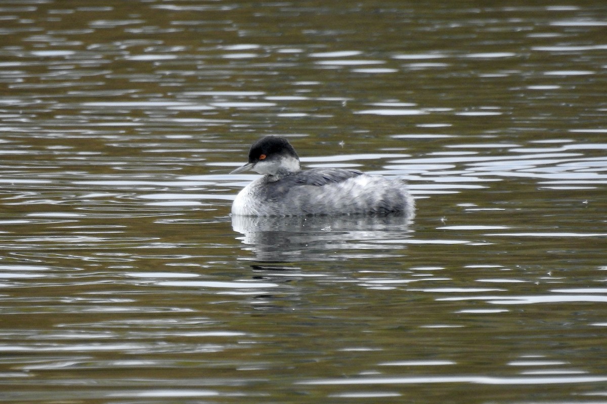 Eared Grebe - ML611177511