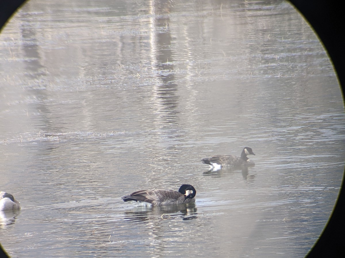 Cackling Goose (Richardson's) - ML611177513