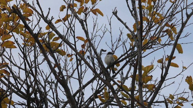 Gray Kingbird - ML611177555