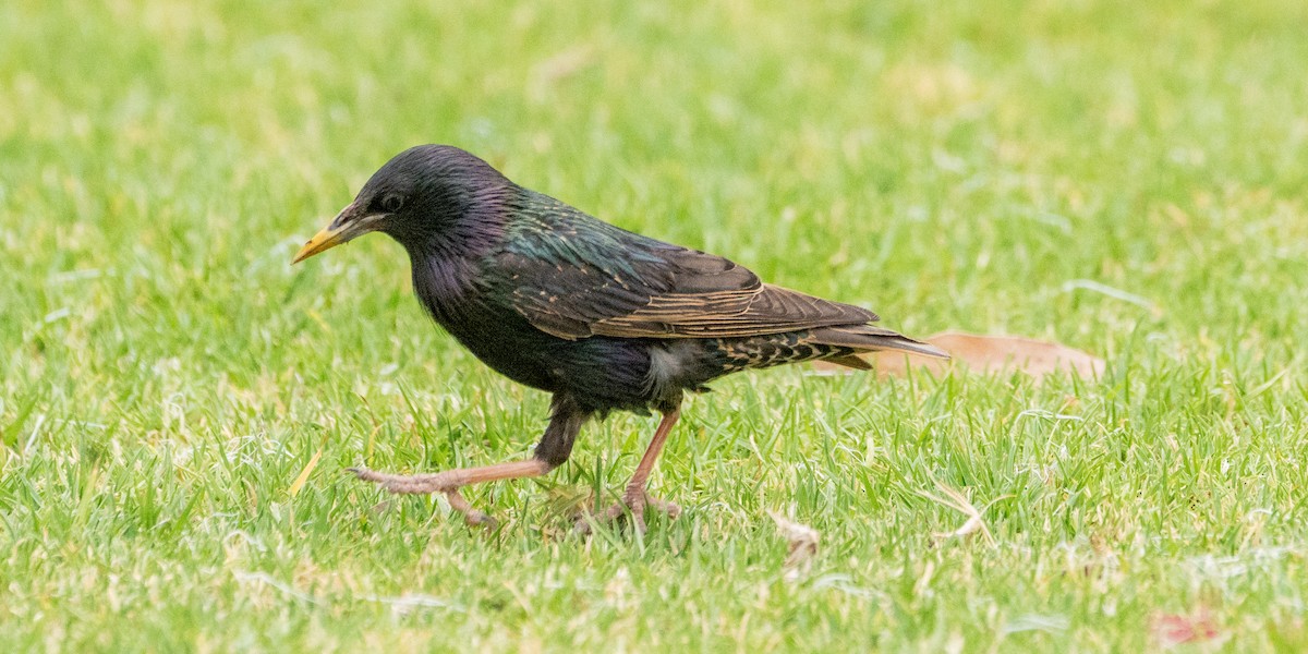 European Starling - ML611177578