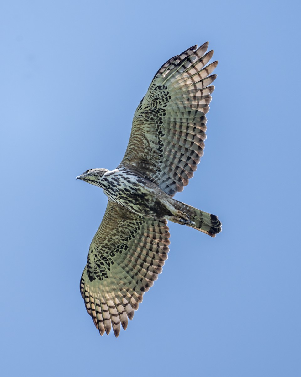 Changeable Hawk-Eagle - Yifei Zheng