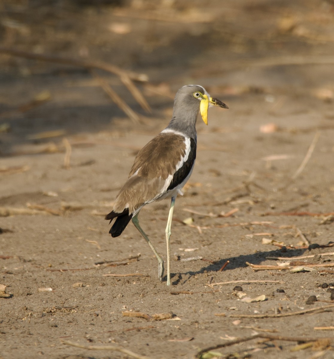 White-crowned Lapwing - Diana Stephens
