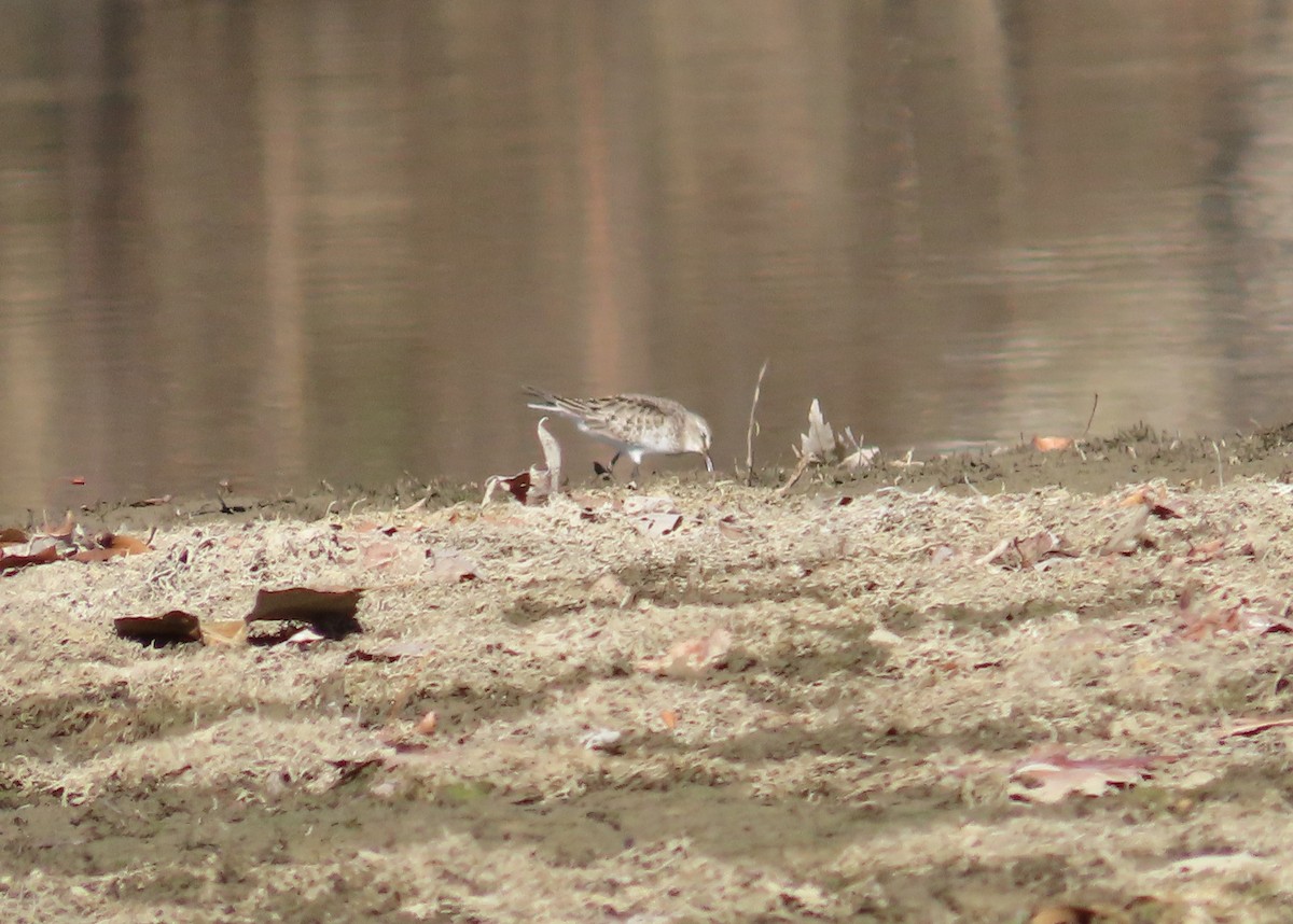 White-rumped Sandpiper - ML611177732