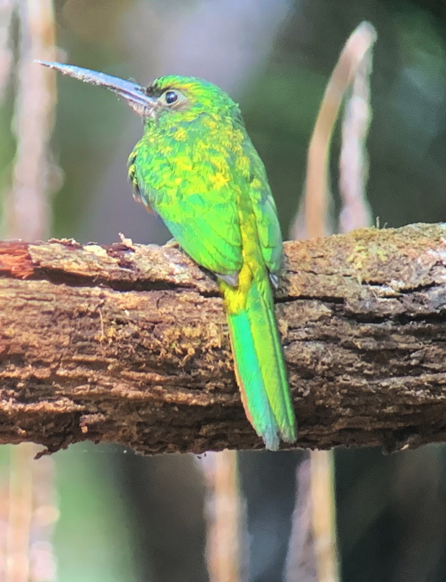 Bluish-fronted Jacamar - ML611177803