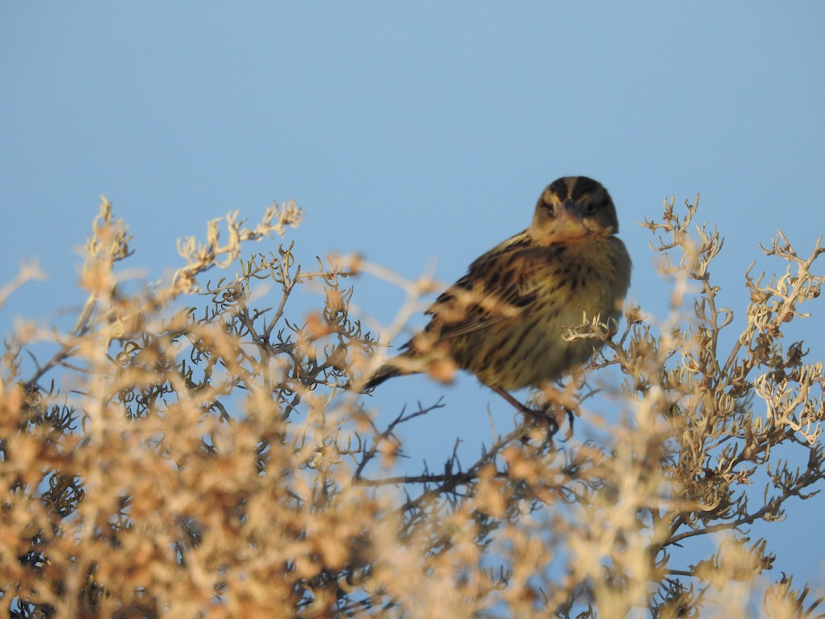 Bobolink - ML611177920