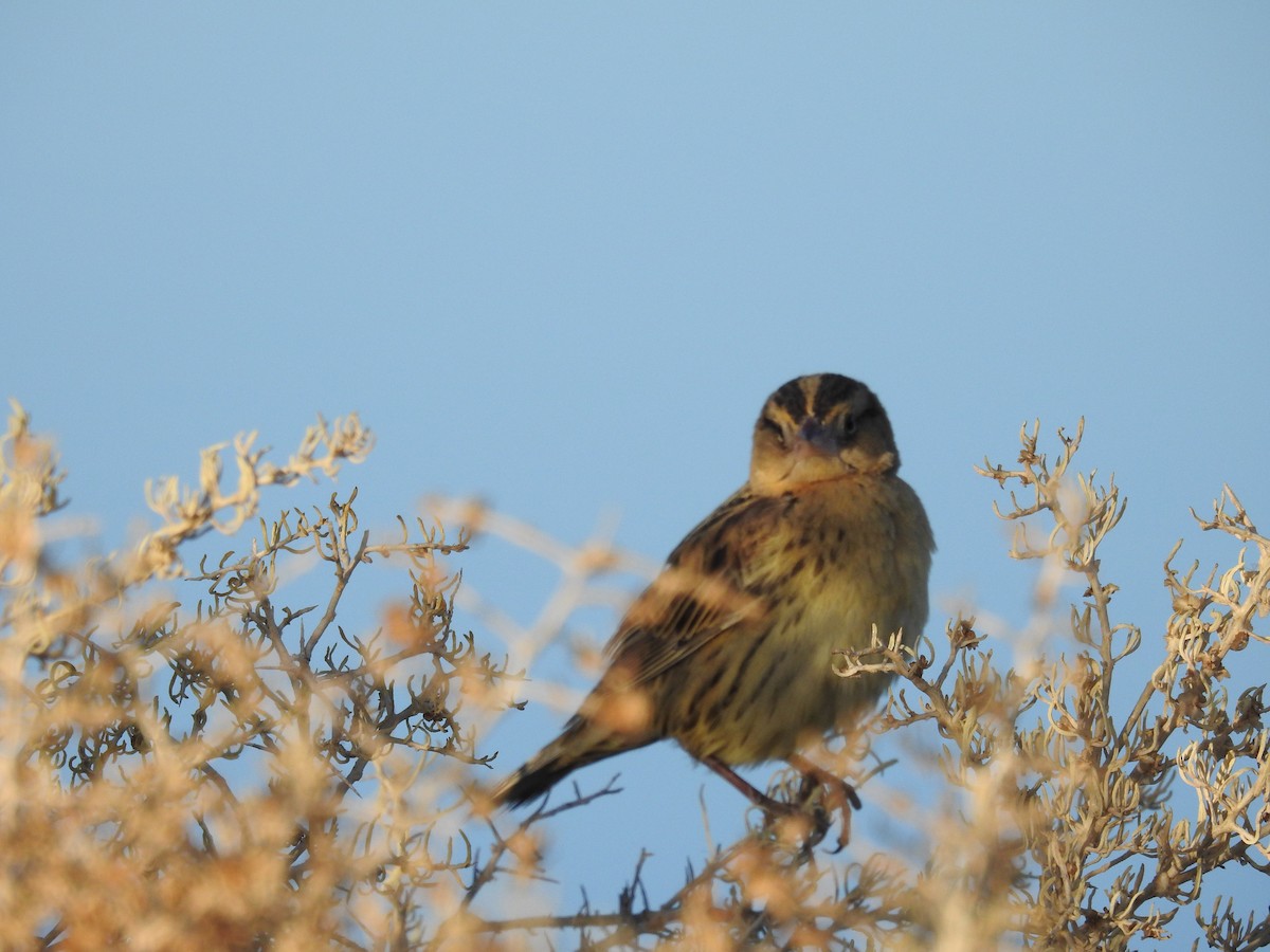 Bobolink - ML611177925