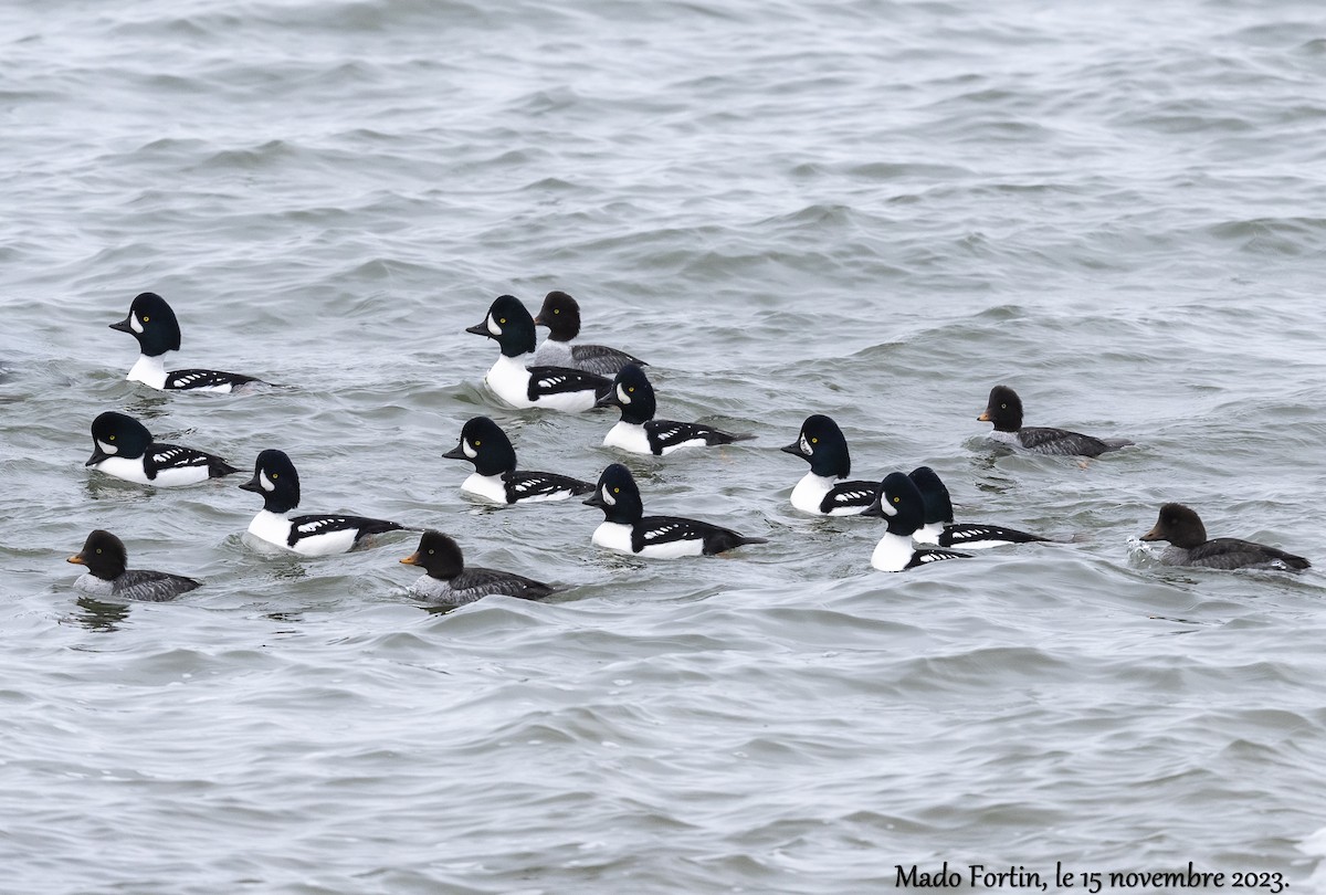 Barrow's Goldeneye - ML611177983