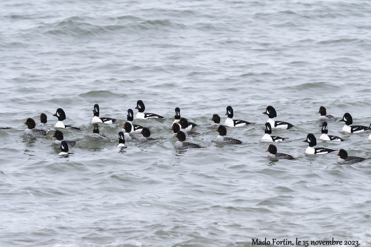 Barrow's Goldeneye - madeleine fortin