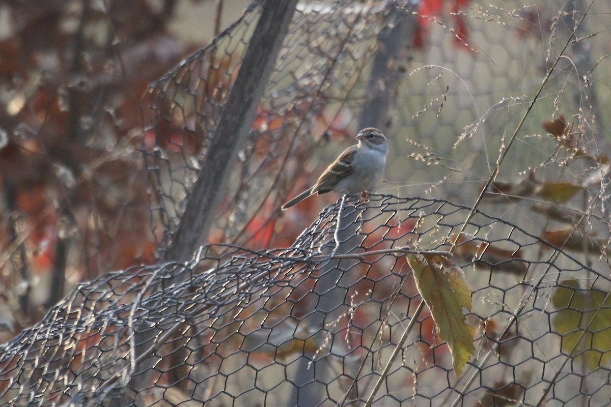 Chipping Sparrow - ML611178190