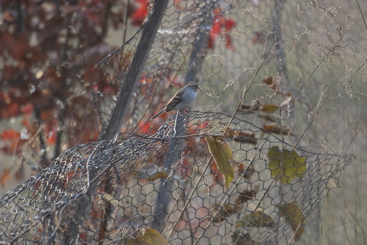 Chipping Sparrow - ML611178191