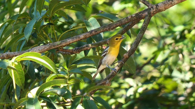 Yellow-throated Vireo - ML611178378