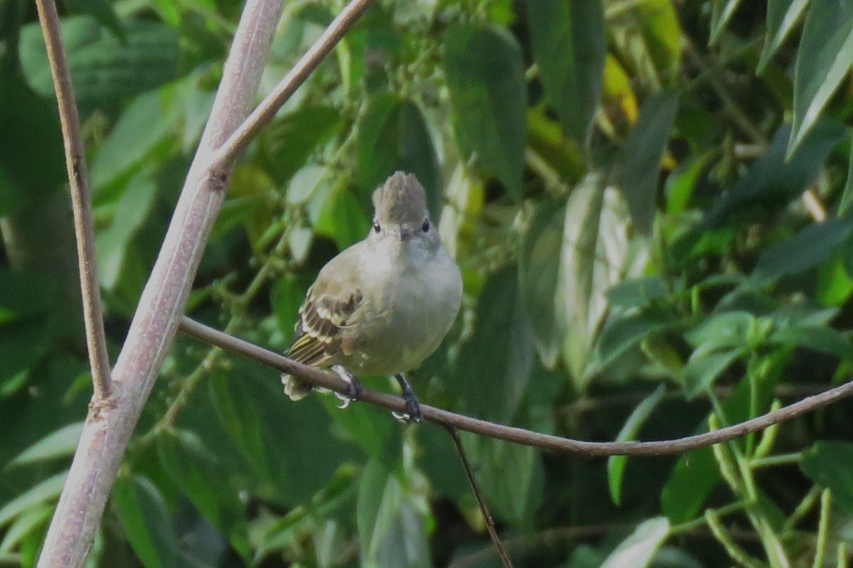 Yellow-bellied Elaenia - Daniel Ouellette