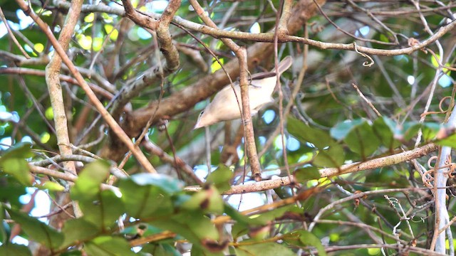 Yucatan Vireo - ML611178425