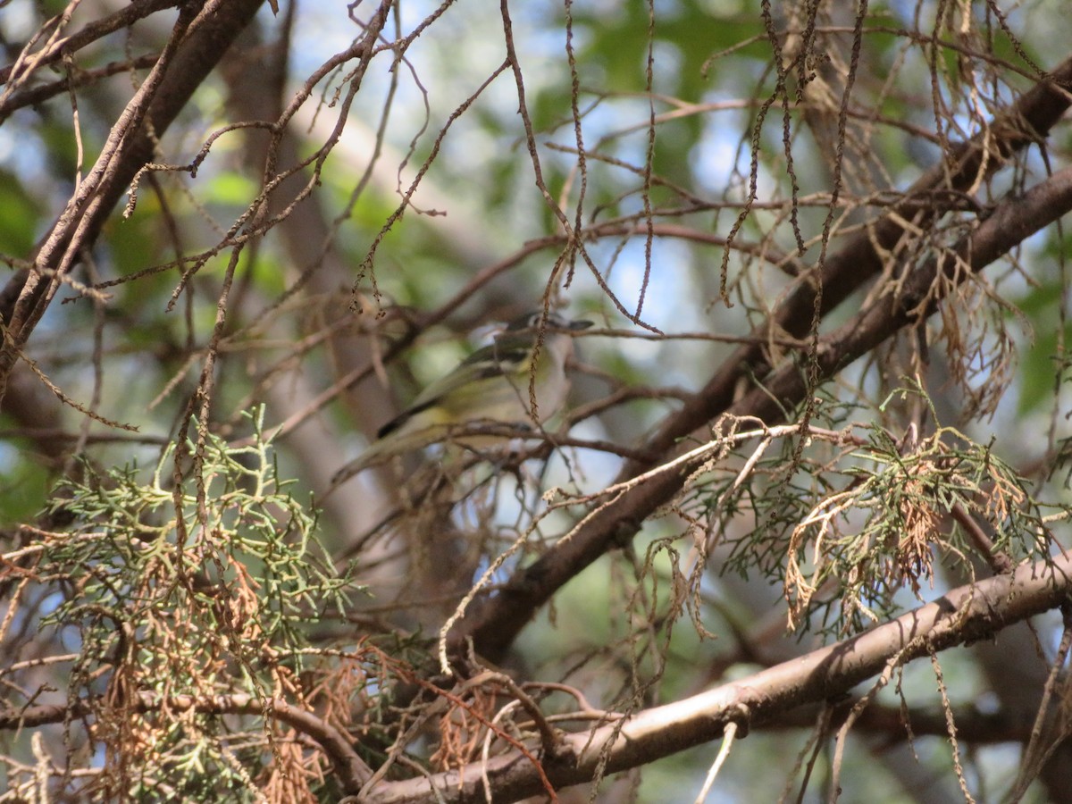 Vireo Solitario - ML611178430