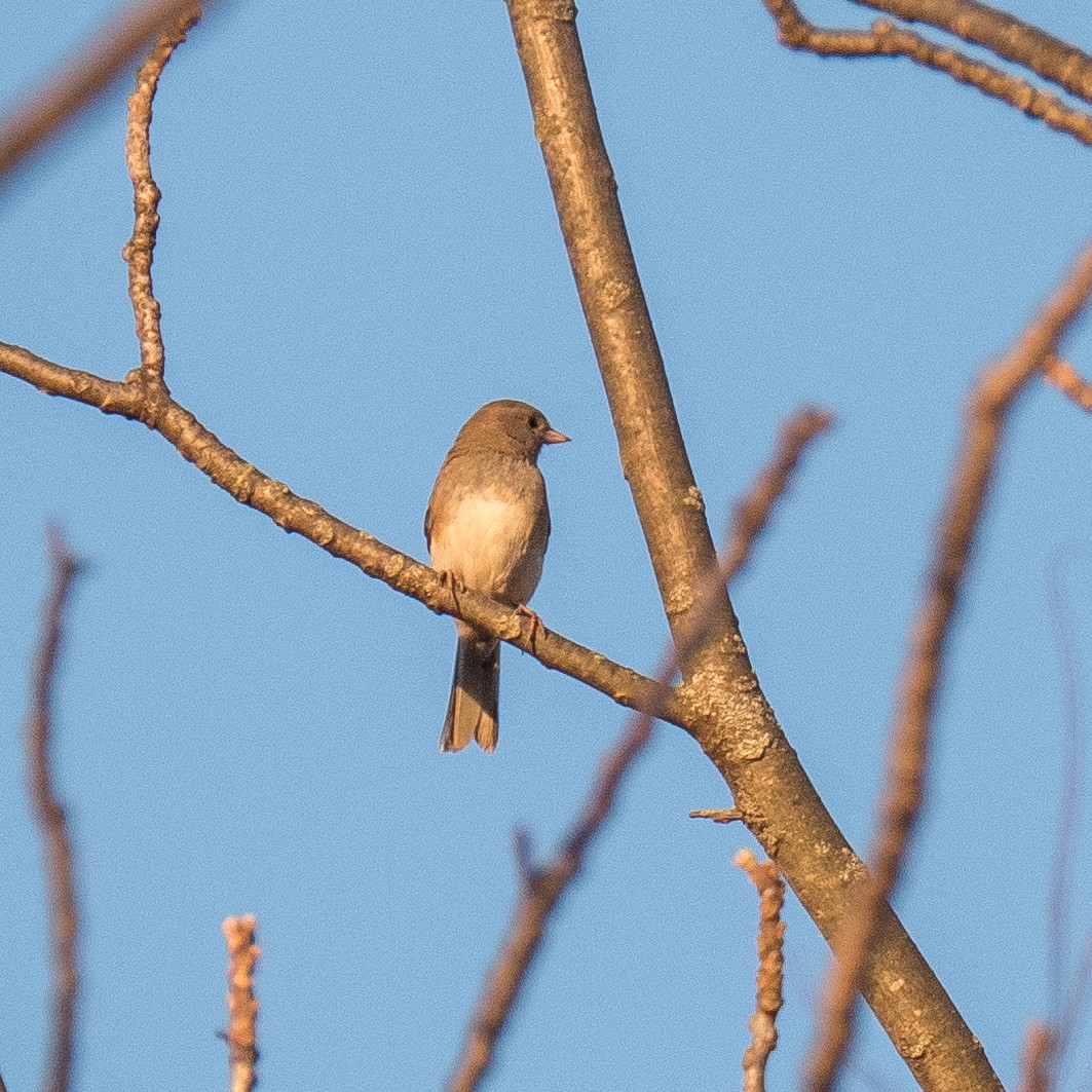 Dark-eyed Junco - ML611178443