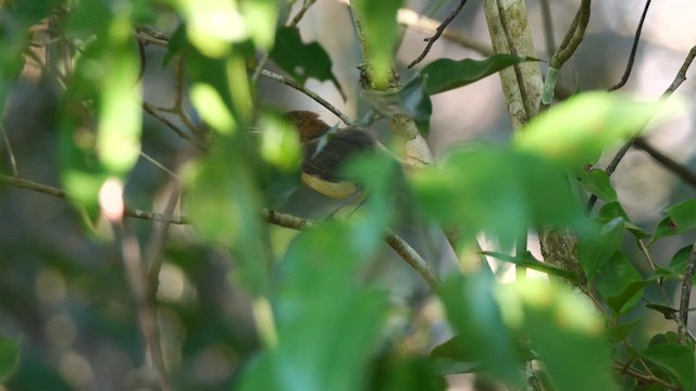 Long-billed Gnatwren - ML611178458