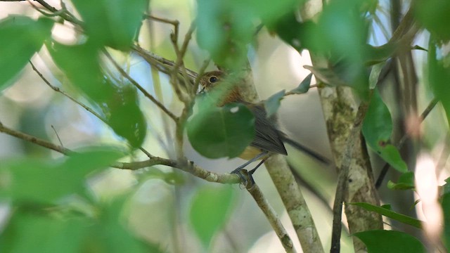 Long-billed Gnatwren - ML611178460