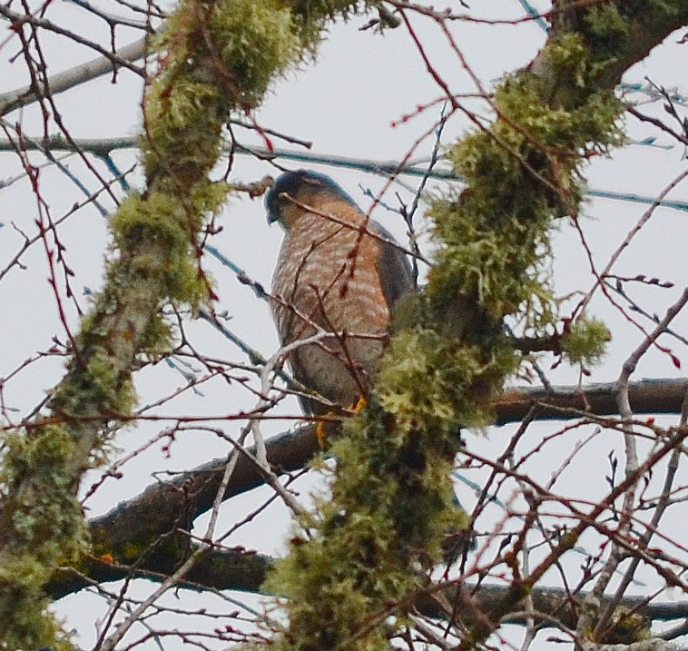 Sharp-shinned Hawk - ML611178517